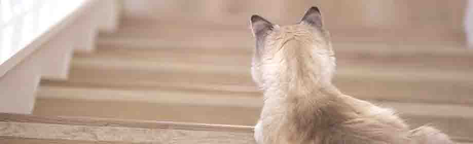 Katze schaut Treppe hinunter 